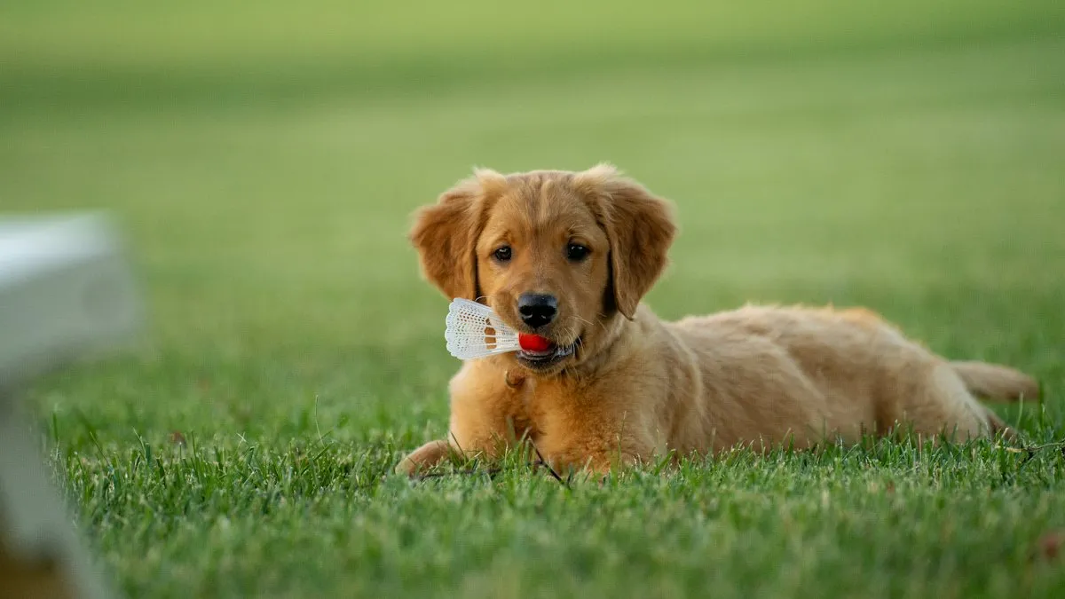 Cachorro de golden retriever en el césped