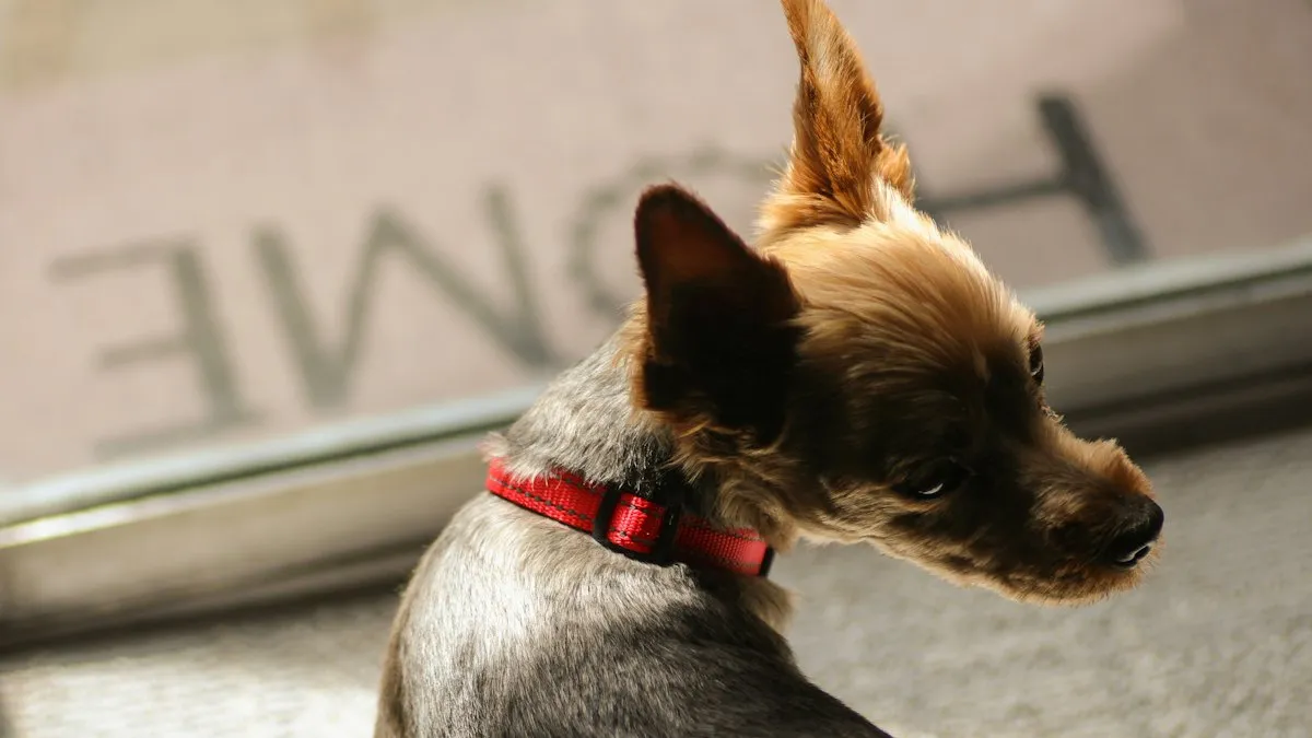 Perro pequeño esperando junto a la ventana