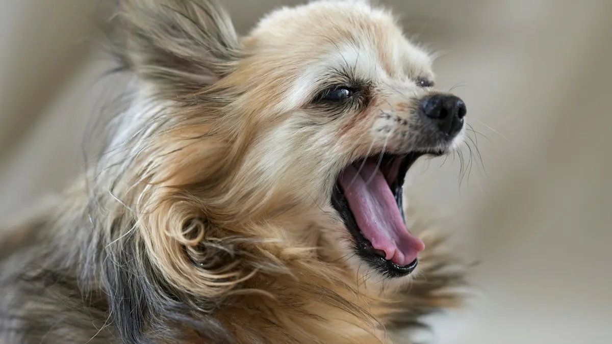 Perro pequeño bostezando con la boca abierta