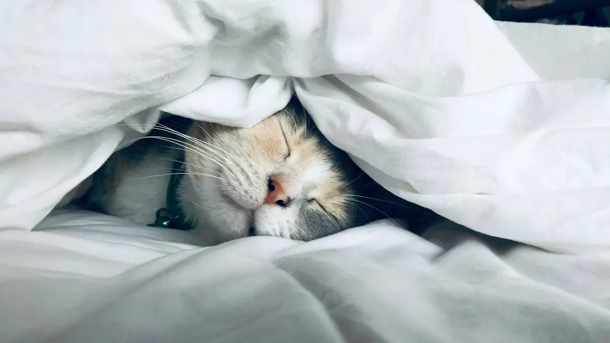 Gato blanco durmiendo bajo un edredón