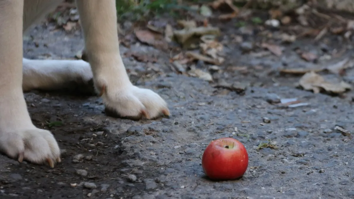 Perro junto a una manzana en el suelo