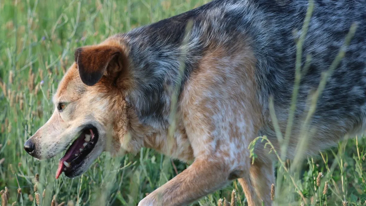 Perro caminando entre la hierba alta