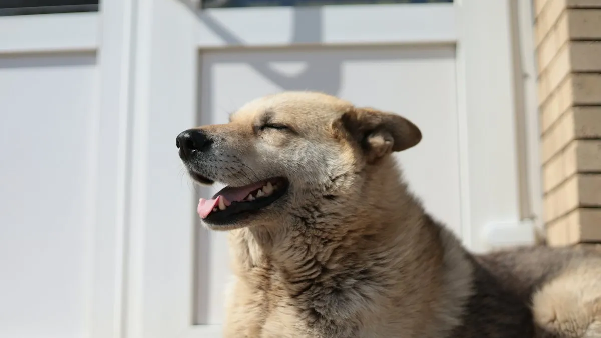 Perro con los ojos cerrados al sol