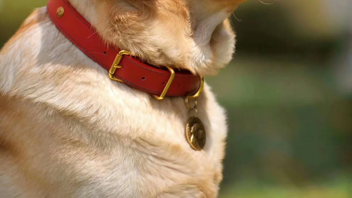 Perro con collar rojo