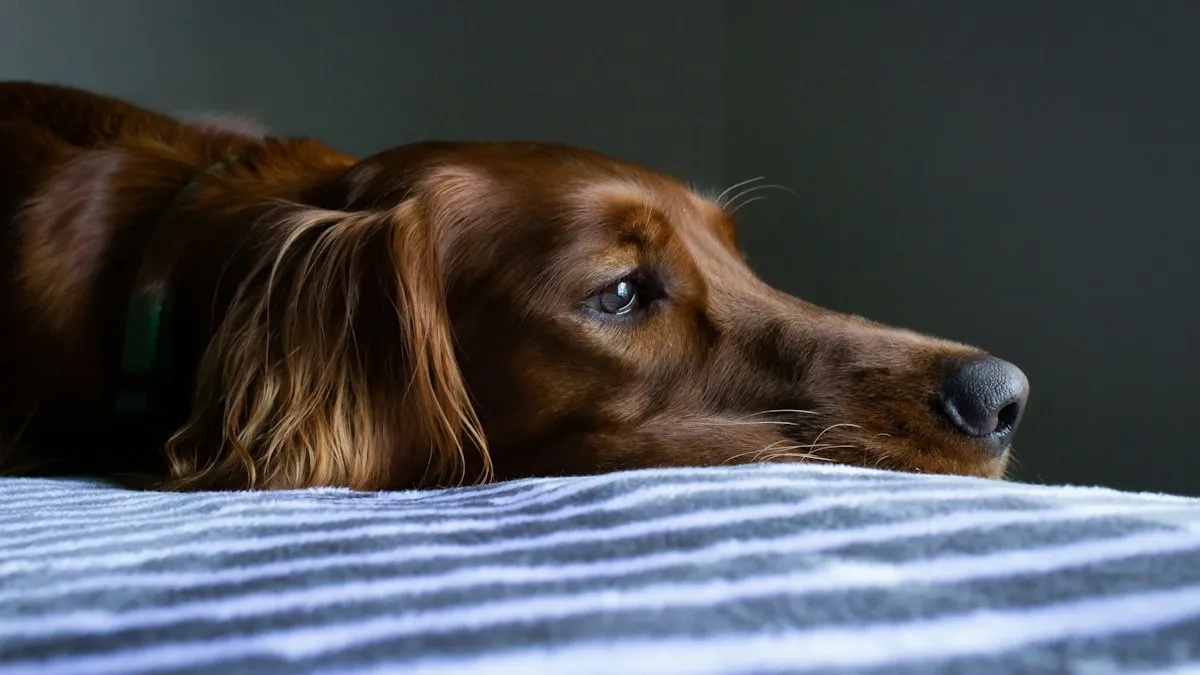 Perro tumbado con cara de cansado sobre una manta