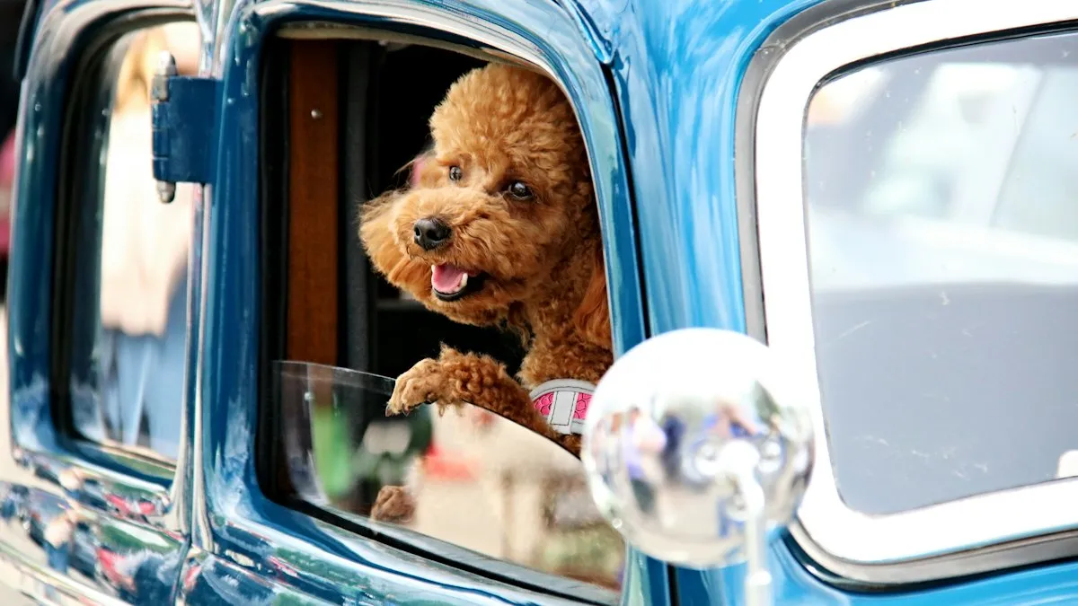 Perro asomado a la ventanilla de un auto