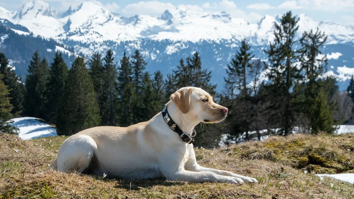 Labrador tumbado en la hierba