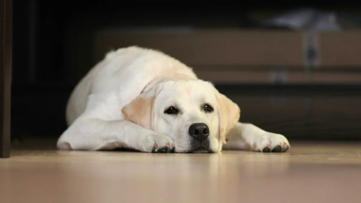 Perro tumbado en el suelo junto al sofá