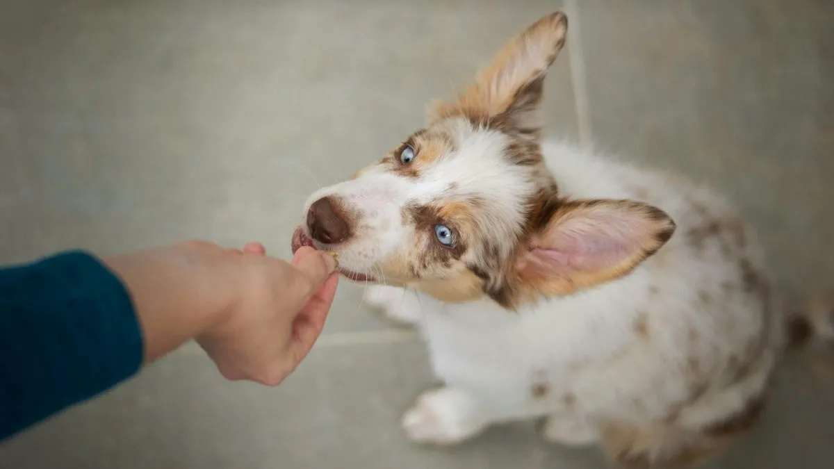 Persona dando un premio a un perro pequeño