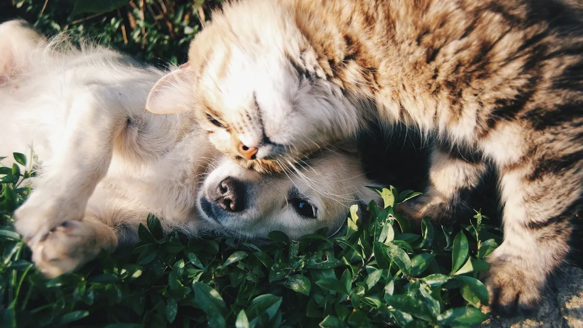 Perro y gato tumbados juntos en la hierba