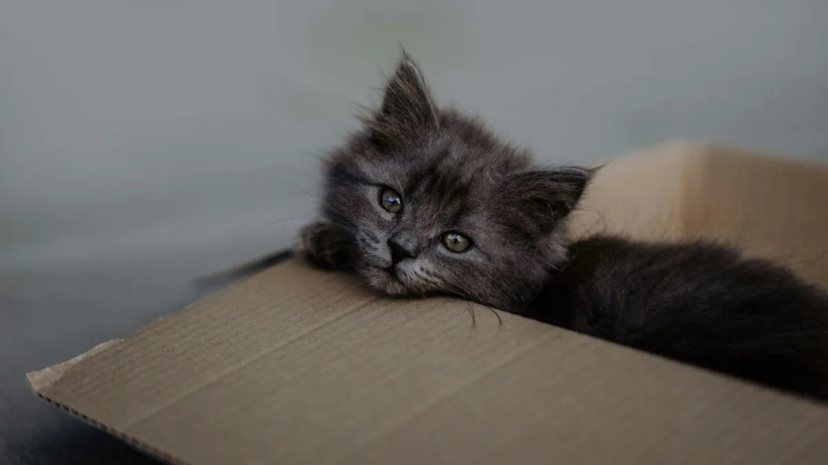 Gatito gris descansando dentro de una caja de cartón