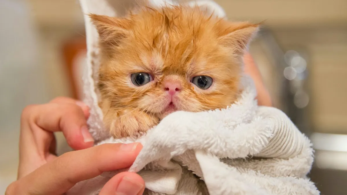 Gatito envuelto en una toalla en la consulta