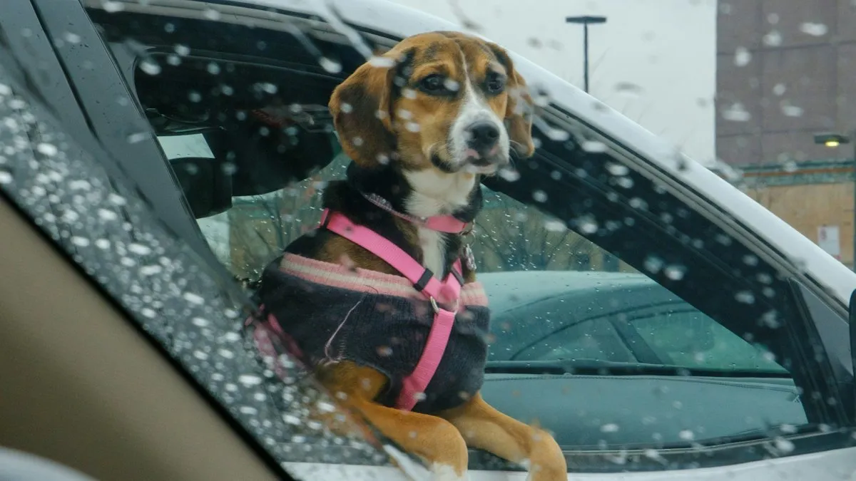 Perro con arnés mirando por la ventanilla del auto